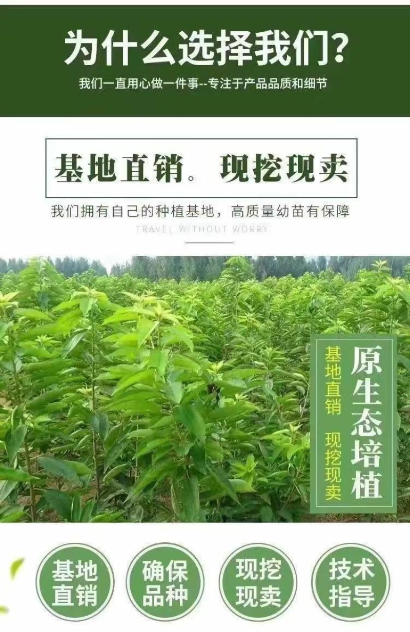 大樱桃树苗嫁接苗车厘子树批发南北方四季可种植车厘子树苗