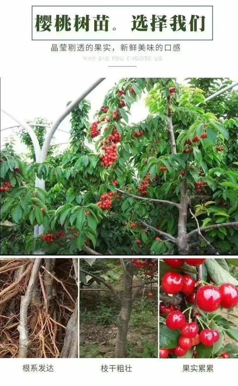 大樱桃树苗嫁接苗车厘子树批发南北方四季可种植车厘子树苗