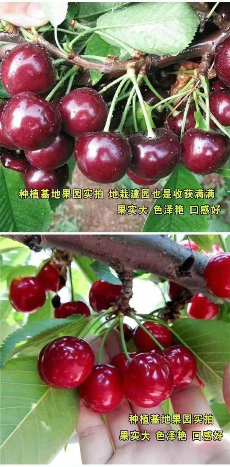 大樱桃树苗嫁接苗车厘子树批发南北方四季可种植车厘子树苗