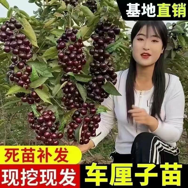 大樱桃树苗嫁接苗车厘子树批发南北方四季可种植车厘子树苗