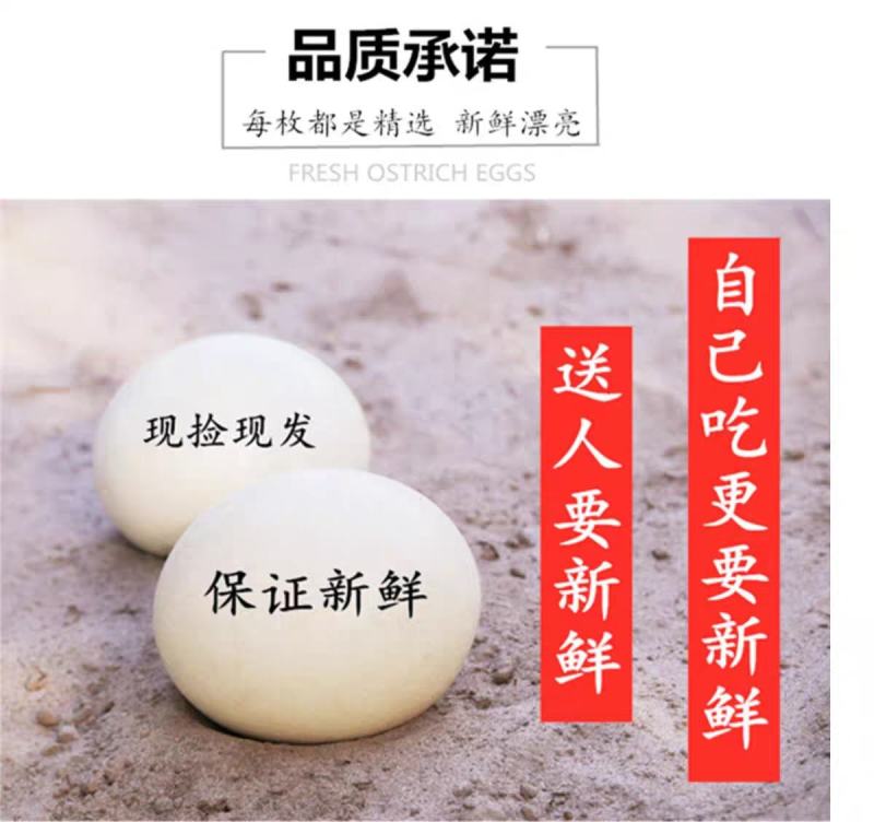 3斤包邮顺丰鸵鸟蛋超特大号新鲜可食用鸸鹋蛋非洲大小鸵鸟苗