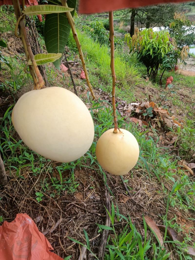 黄代热龙芒果