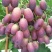 早紫5。巨星7一级。头茬上市！！