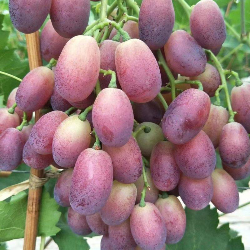 早紫5。巨星7一级。头茬上市！！