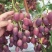 早紫5。巨星7一级。头茬上市！！