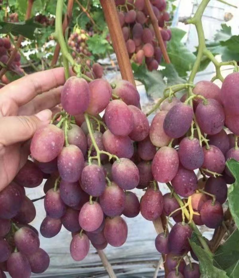 早紫5。巨星7一级。头茬上市！！