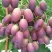 早紫5。巨星7一级。头茬上市！！