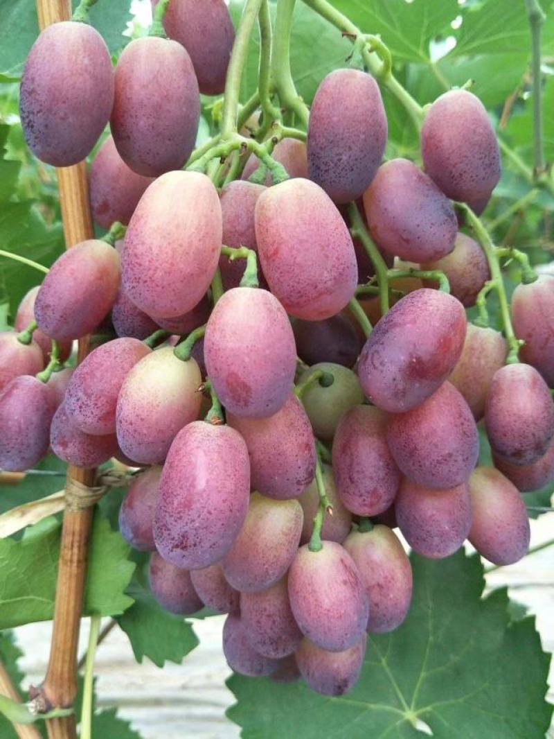 早紫5。巨星7一级。头茬上市！！