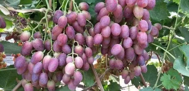 早紫5。巨星7一级。头茬上市！！