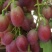 早紫5。巨星7一级。头茬上市！！