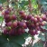 早紫5。巨星7一级。头茬上市！！