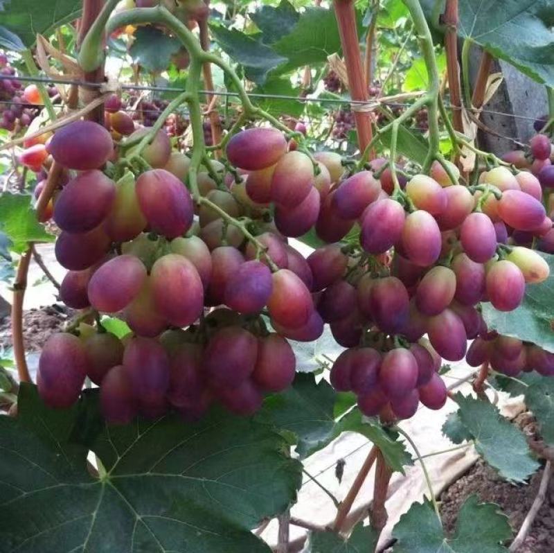 早紫5。巨星7一级。头茬上市！！