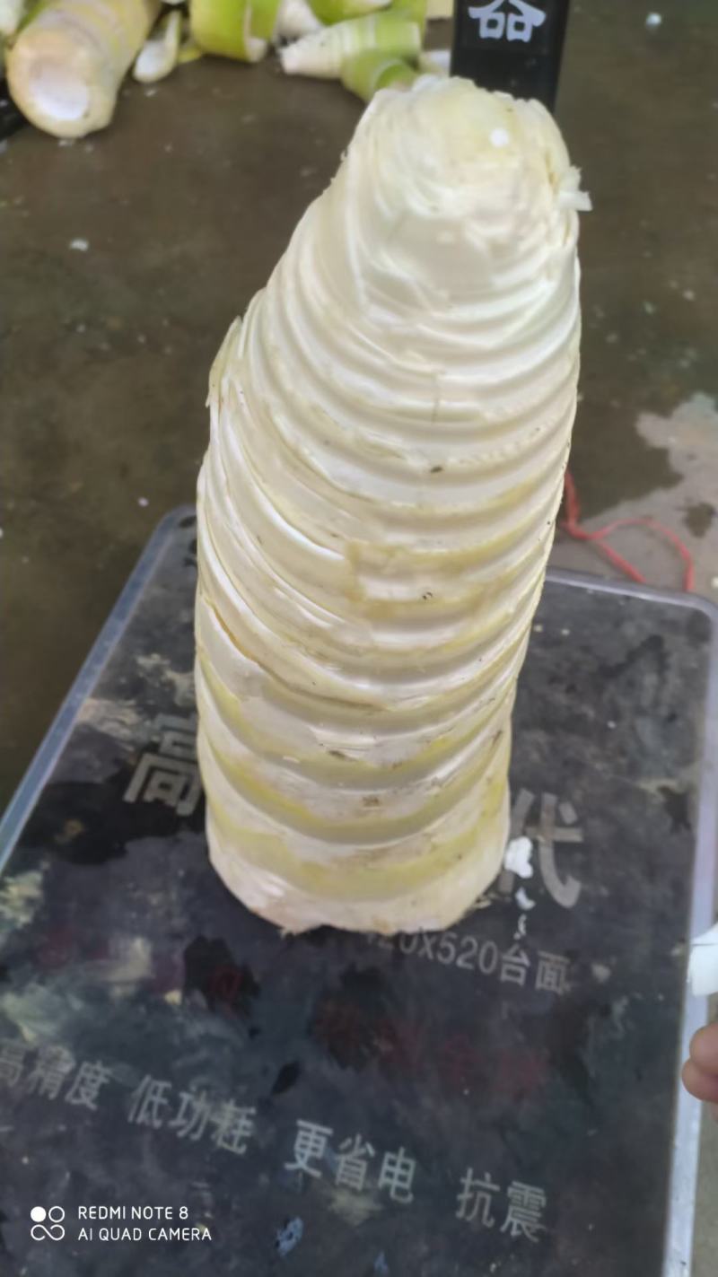 麻竹笋