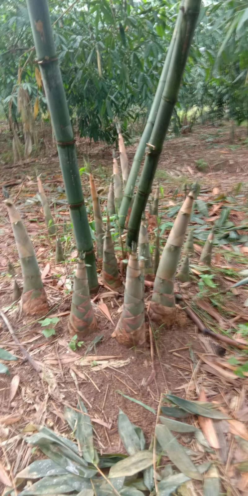 麻竹笋