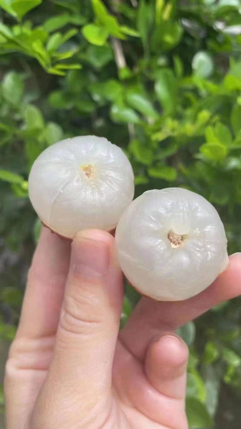 【商家推荐】福建精品乌叶荔枝多汁多甜质量保证欢迎咨询