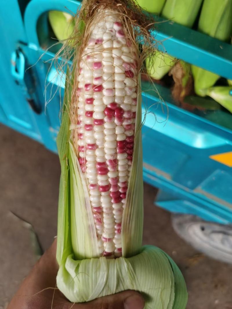 水果玉米！小花九三二