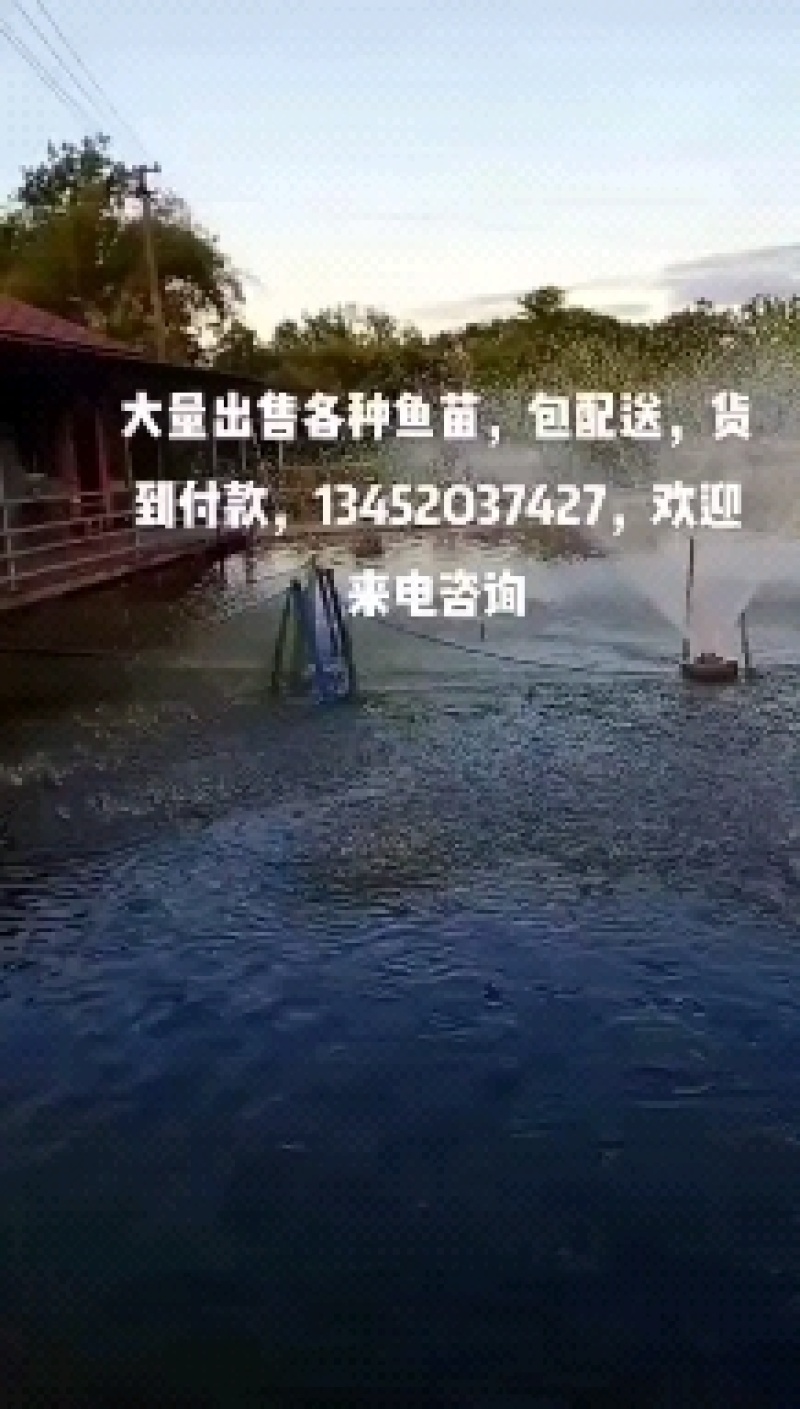 黑鱼苗，基地批发价，包活，，包技术，货到付款