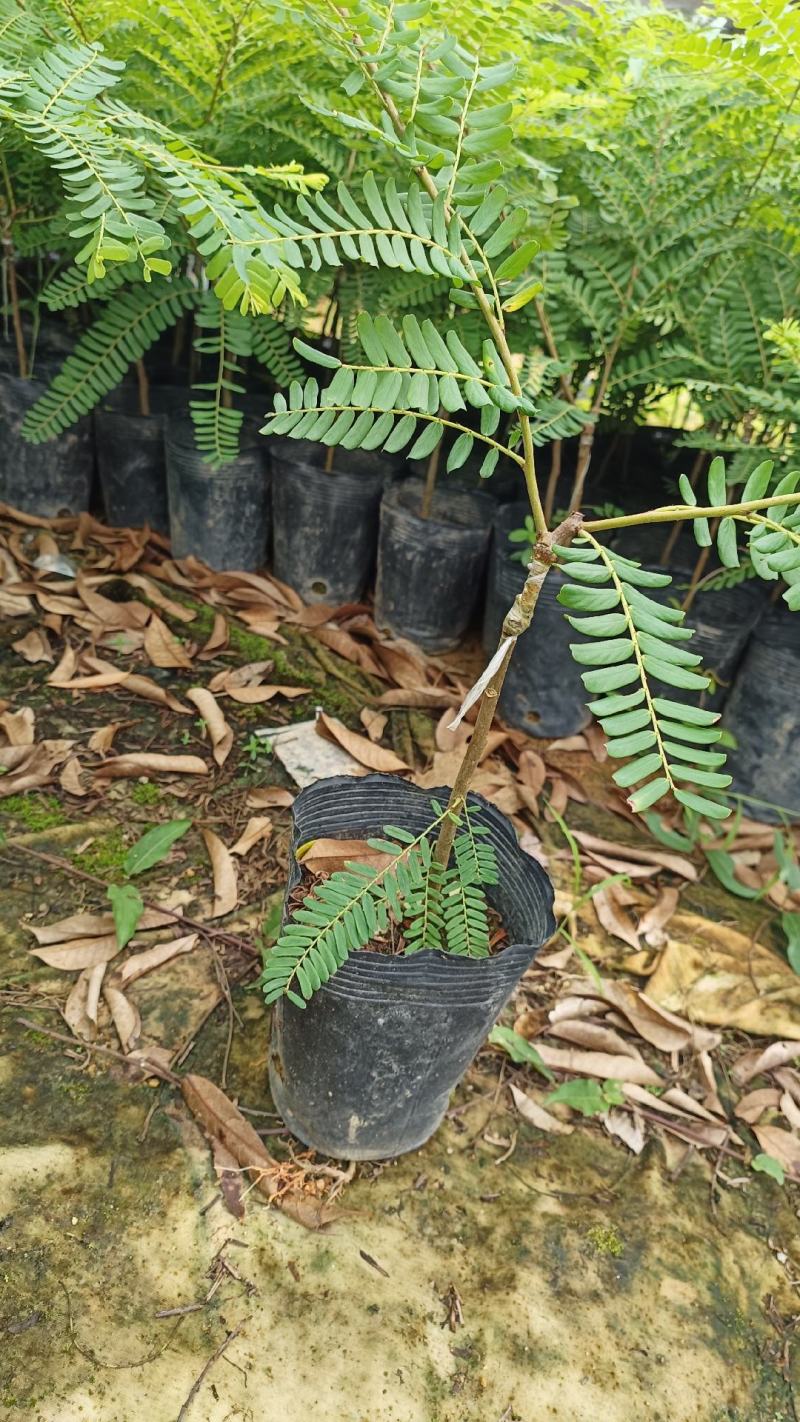 崩坎舔油甘
