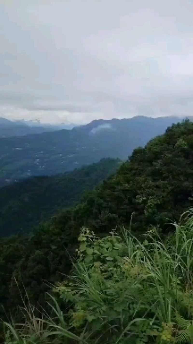 合欢皮恩施野核木皮鄂西大山深处富硒无硫野核对木皮