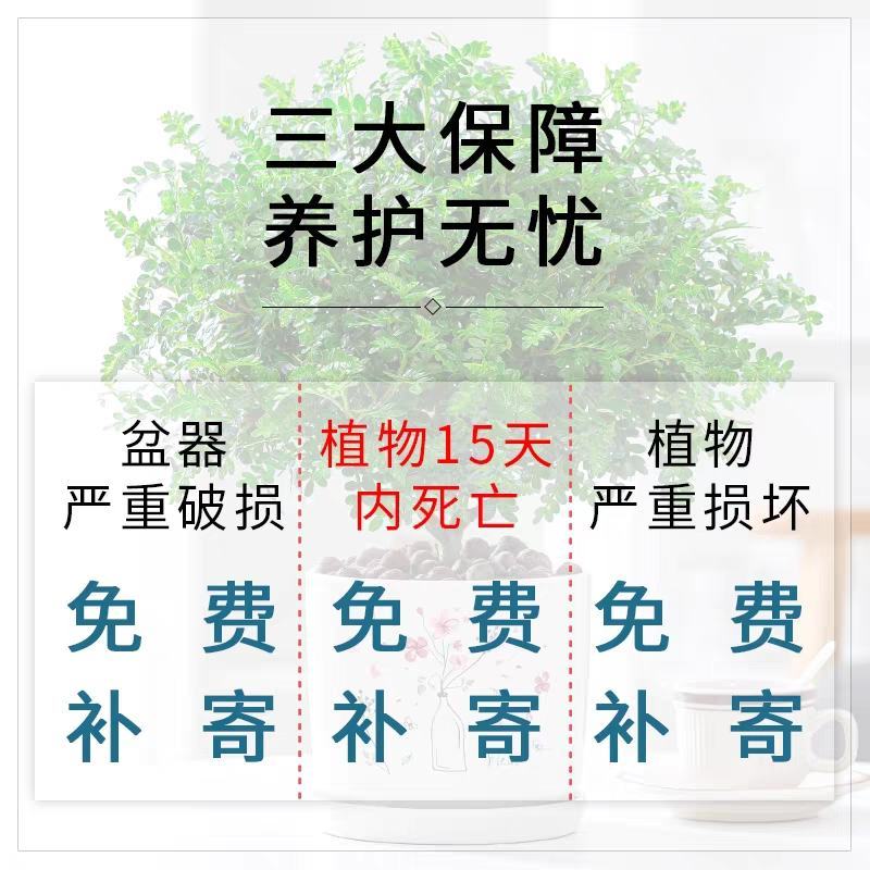 正宗清香胡椒木盆栽室内桌面驱蚊草四季好养花卉绿植净化空气