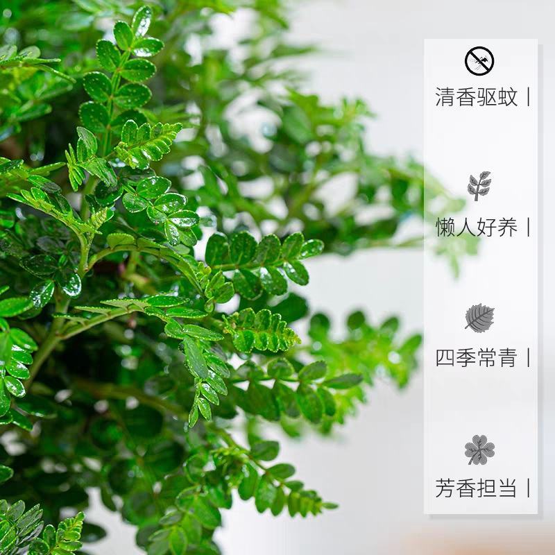 正宗清香胡椒木盆栽室内桌面驱蚊草四季好养花卉绿植净化空气