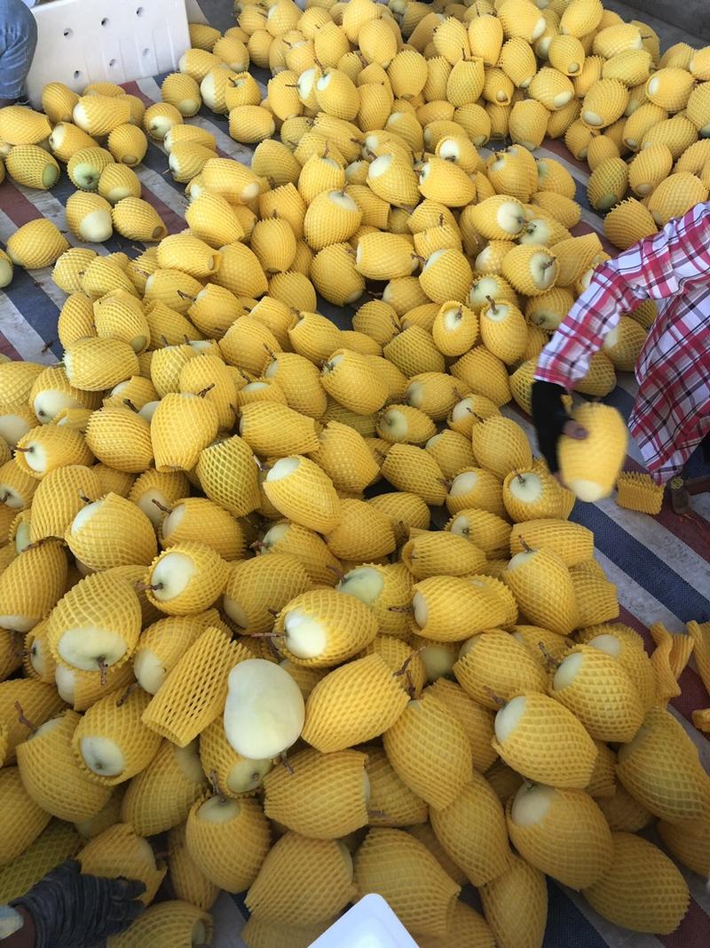 攀枝花精品凯特黄袋品质可供出口