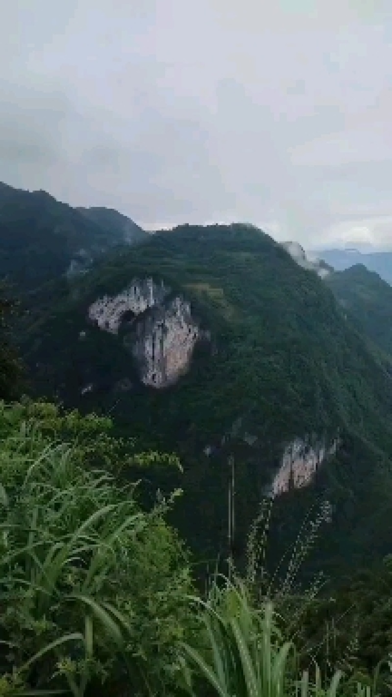 黄柏20吨恩施黄柏鄂西大山深处原生态老黄柏