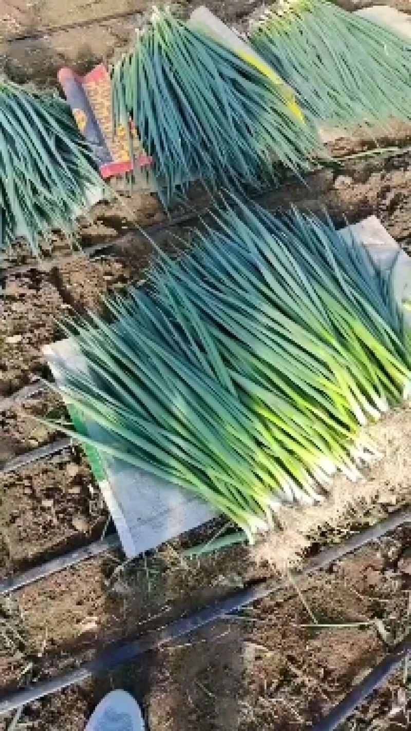 精品香葱不超八十公分价格便宜1.6