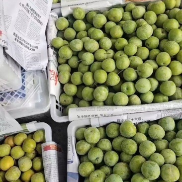 【实力推荐】四川本地青脆李规格品种齐全可视频看货价格详谈