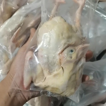 乳鸽白条鸽各规格齐全常年供应欢迎下单