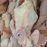 乳鸽白条鸽各规格齐全常年供应欢迎下单