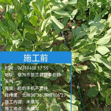 绿蚕豆