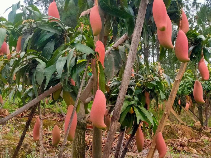 红象牙芒果