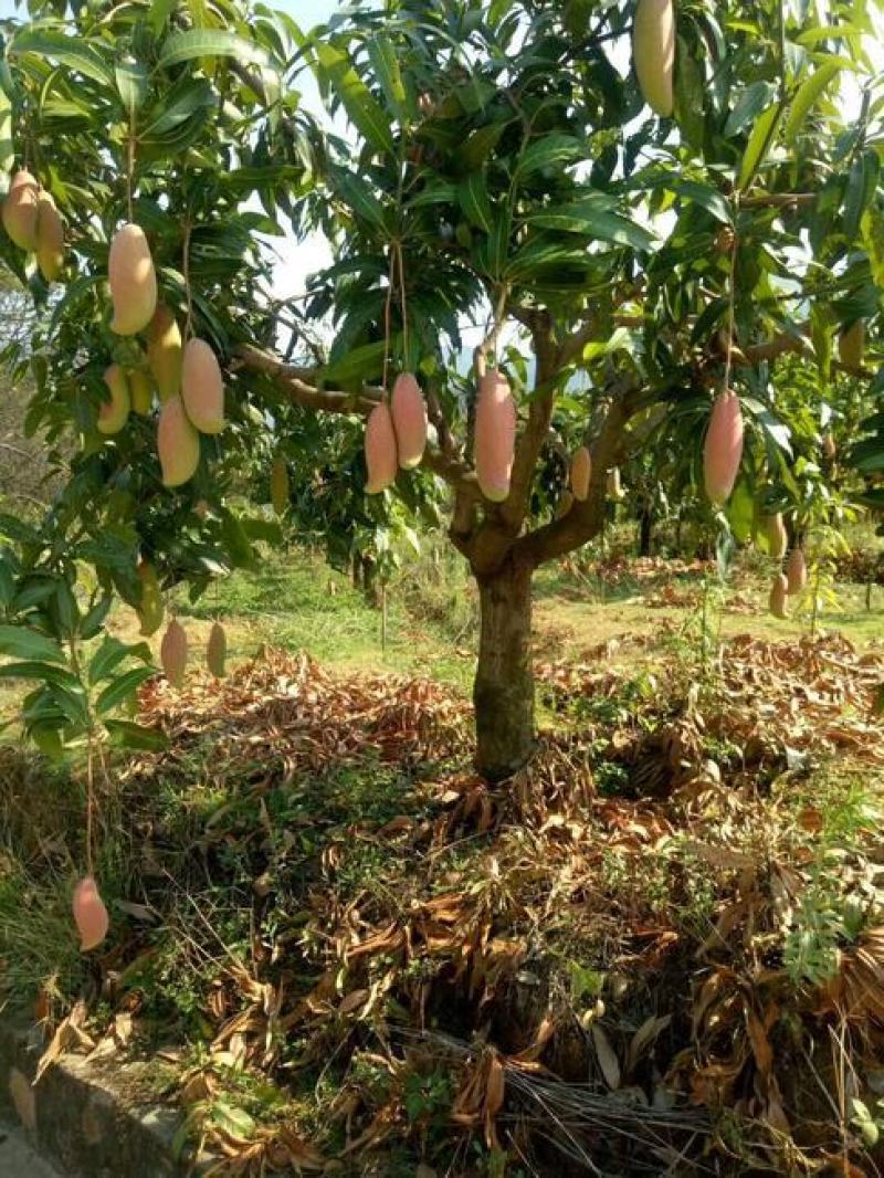 红象牙芒果