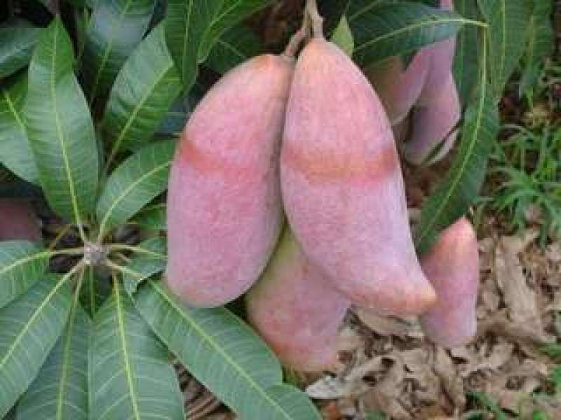红象牙芒果