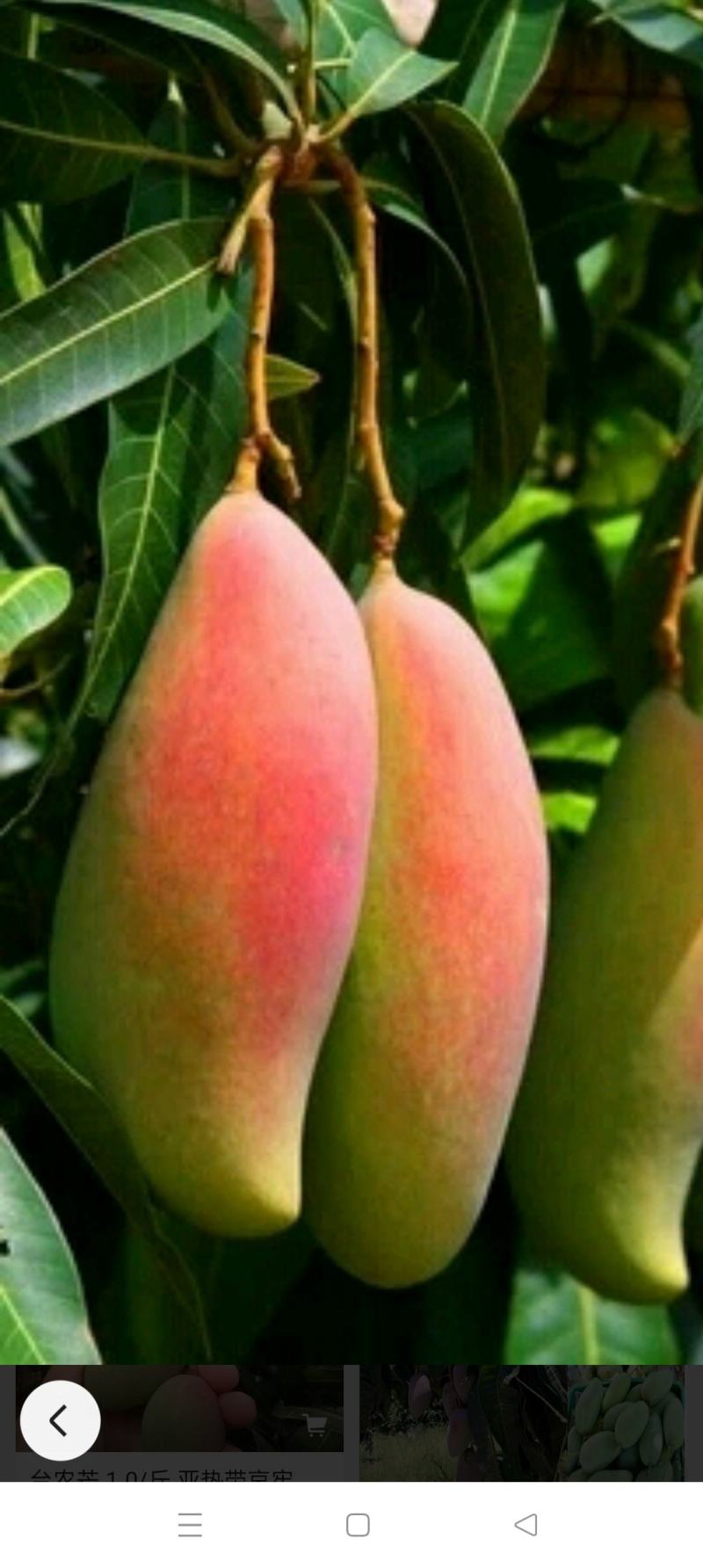 红象牙芒果