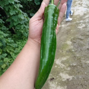 鲜椒尖椒