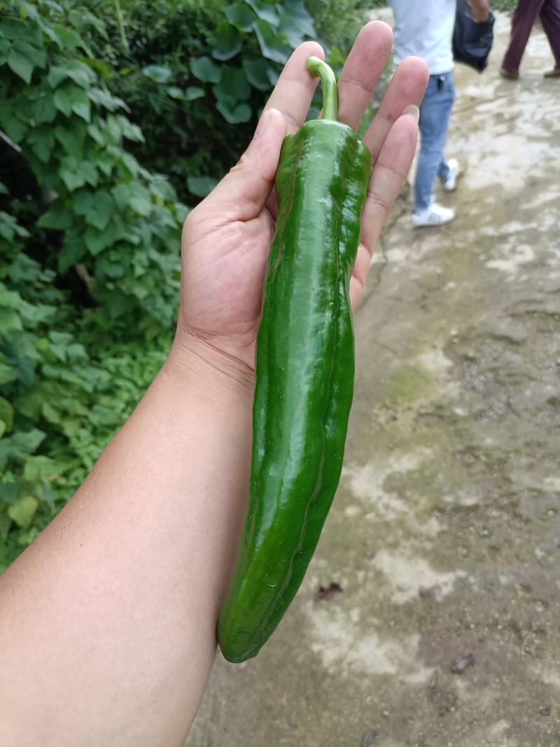 鲜椒尖椒