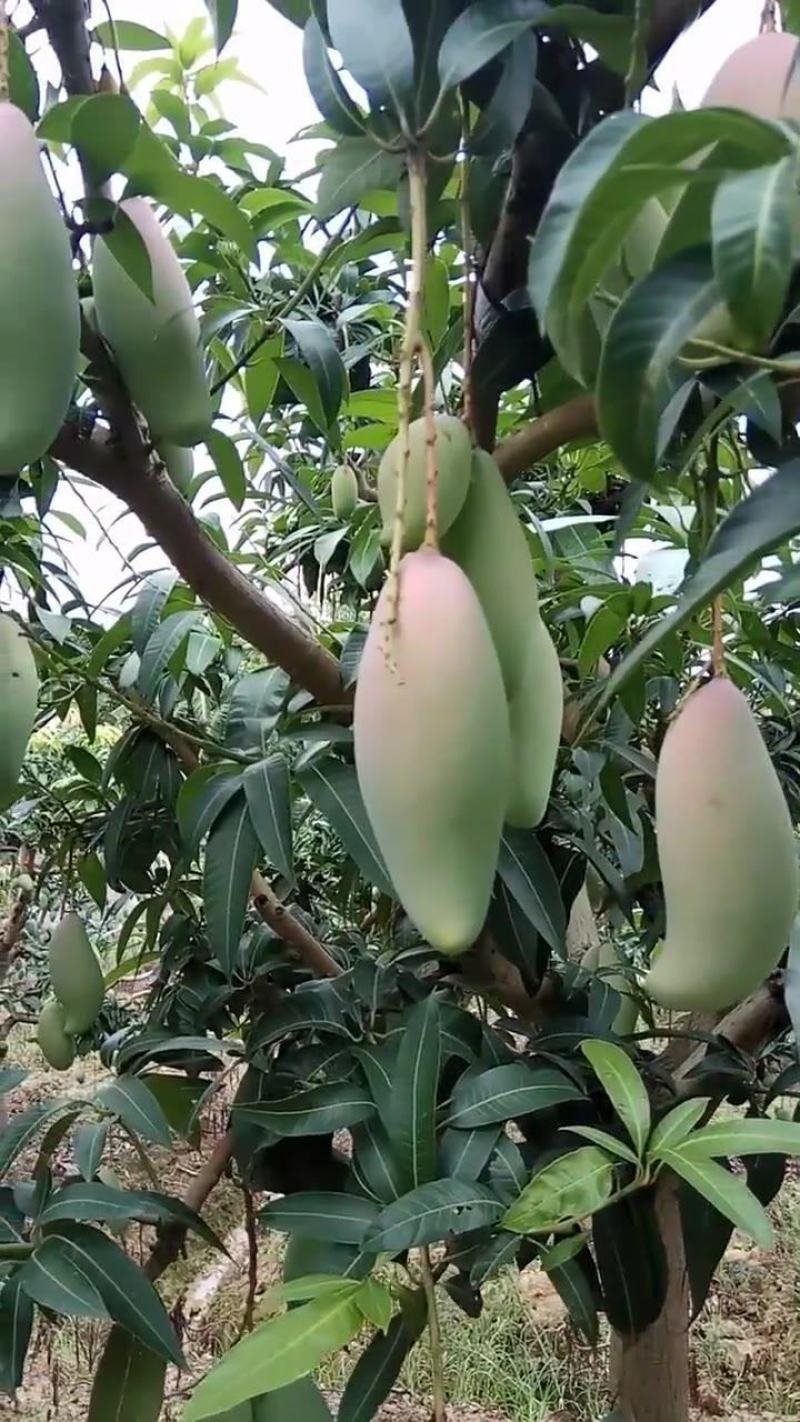 红象牙芒果