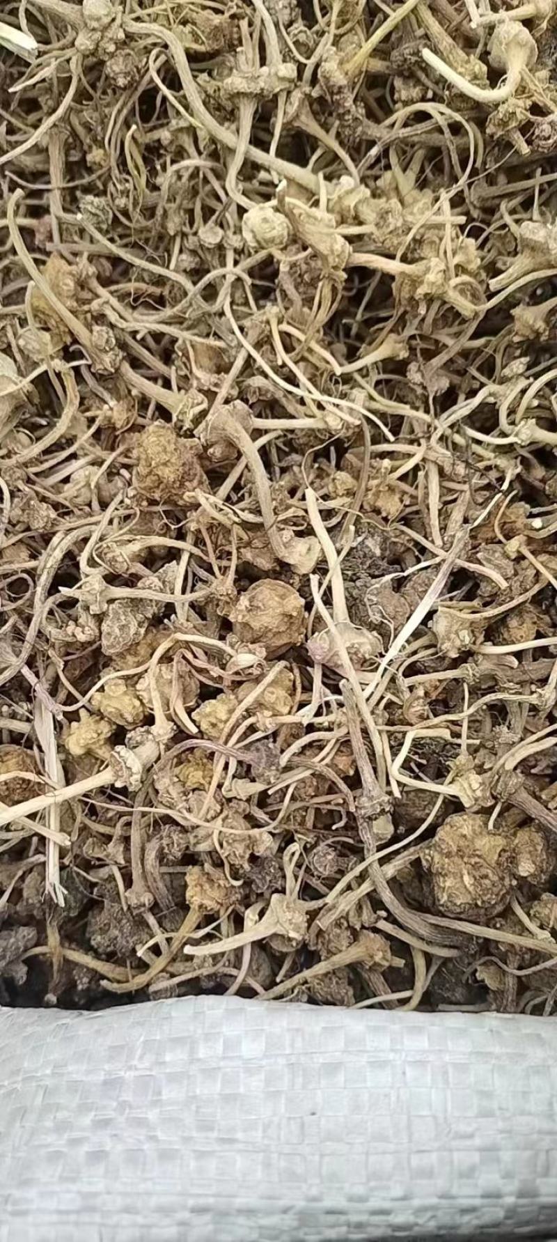 珠儿参珠子参扣子七