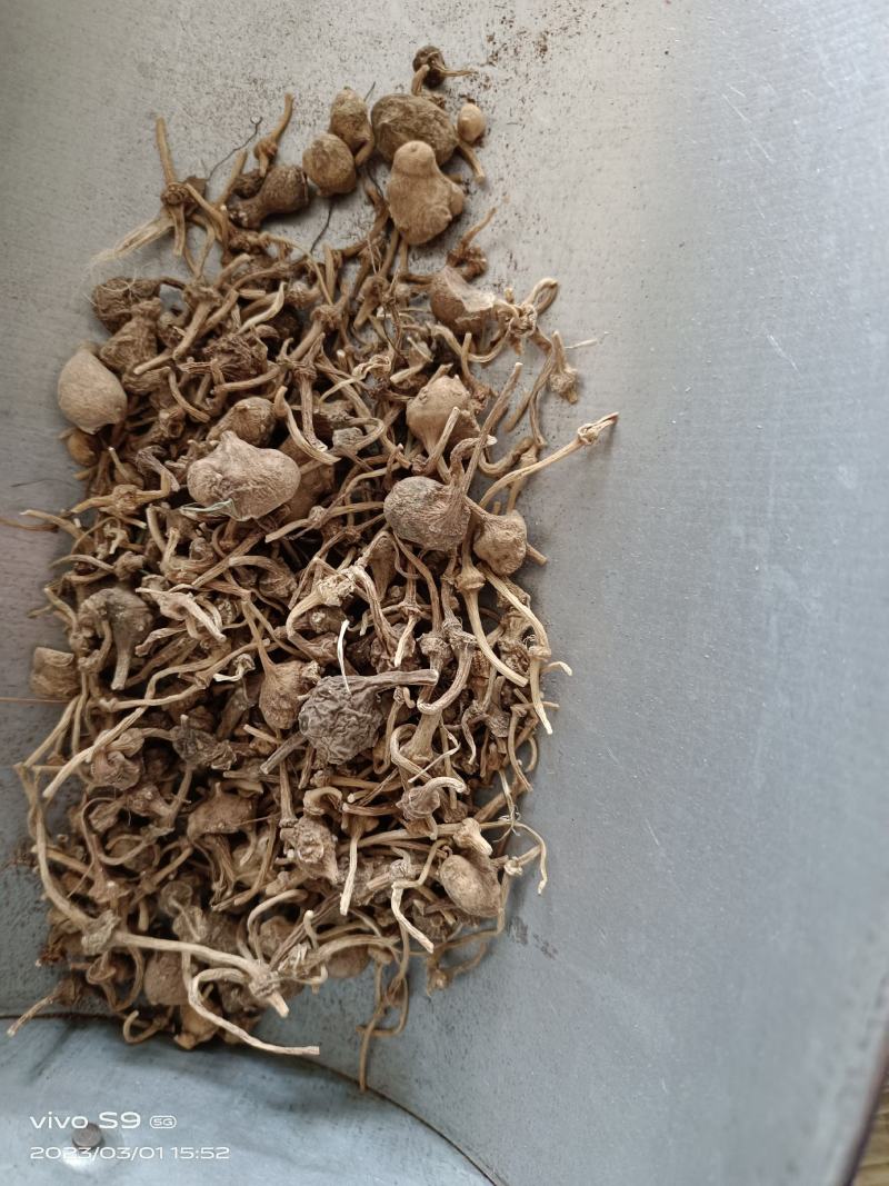 珠儿参珠子参扣子七