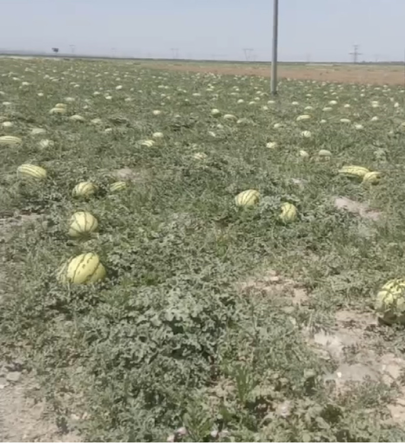 【甄选】精品宁夏硒砂瓜石头瓜产地大量接单欢迎来电洽谈