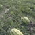 【甄选】精品宁夏硒砂瓜石头瓜产地大量接单欢迎来电洽谈