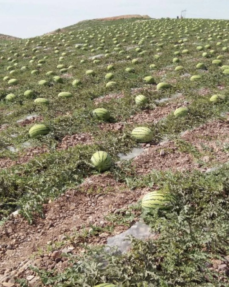 【甄选】精品宁夏硒砂瓜石头瓜产地大量接单欢迎来电洽谈