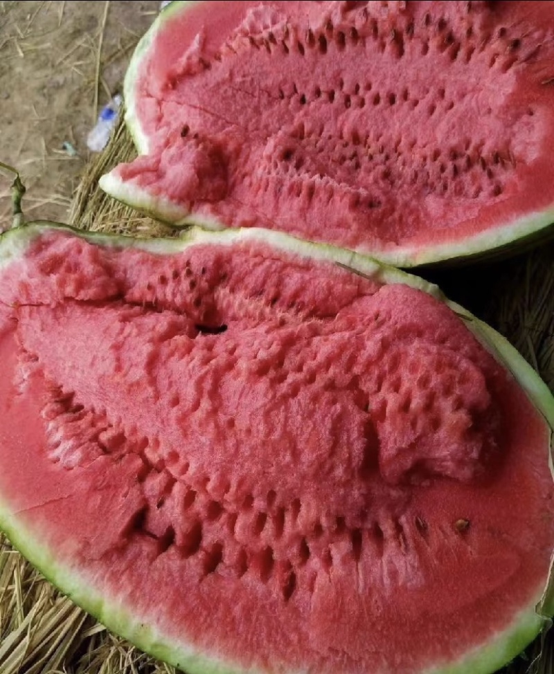 【甄选】精品宁夏硒砂瓜石头瓜产地大量接单欢迎来电洽谈