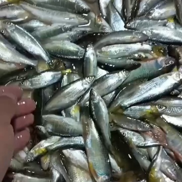 白鱼马口桃花川丁