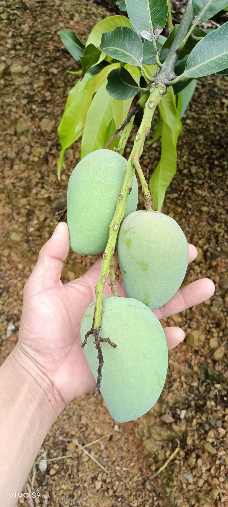 百色芒果