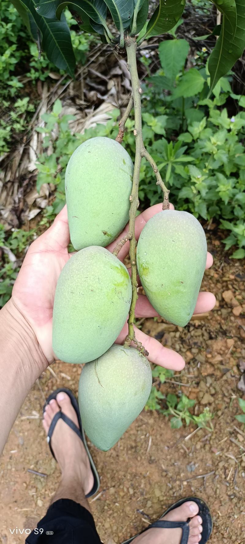 百色芒果