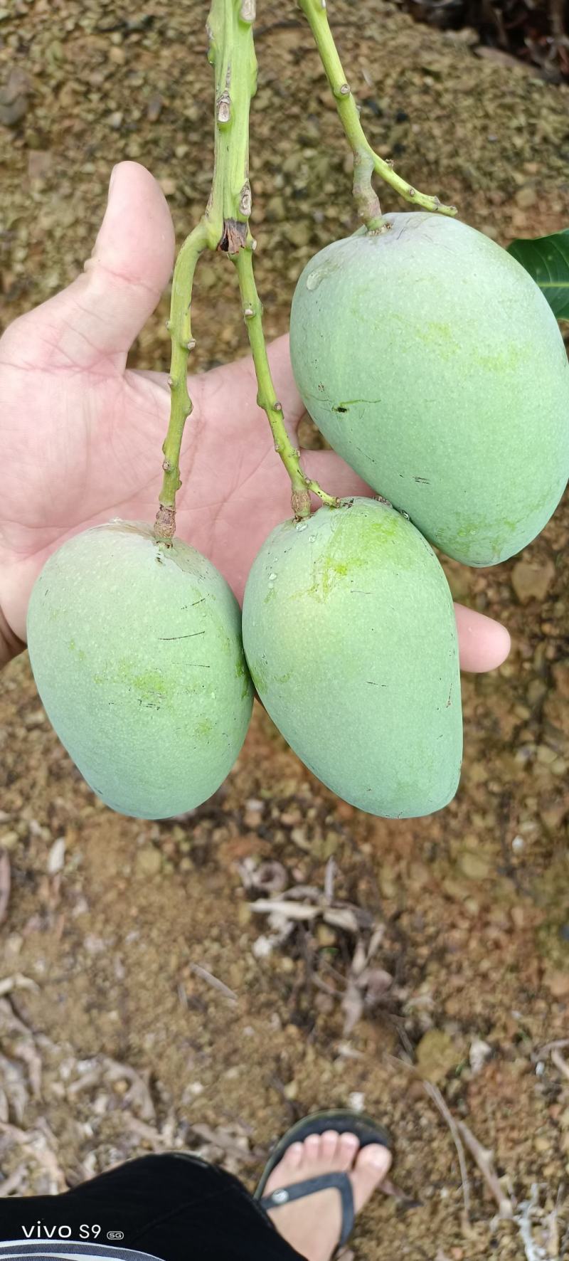 百色芒果