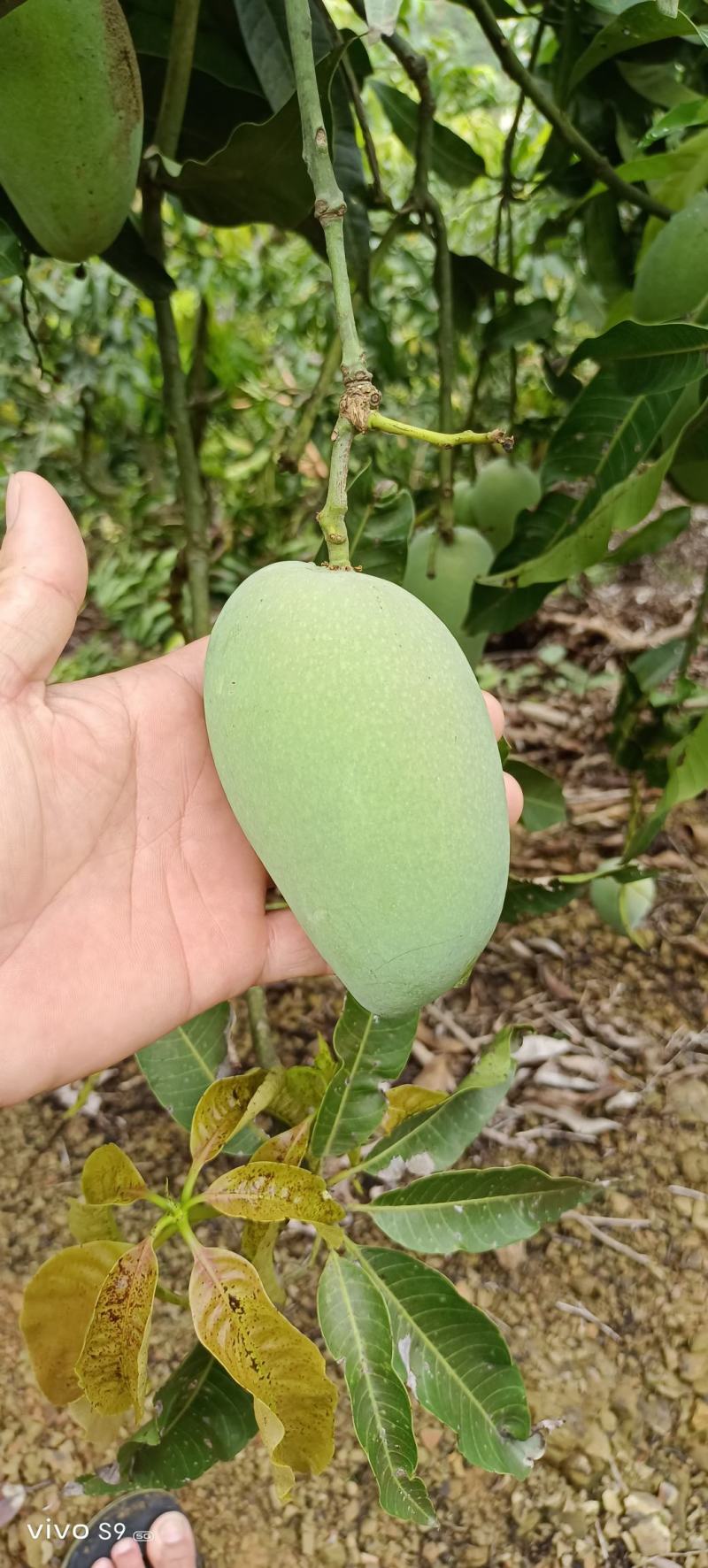 百色芒果